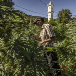 Des plantations de cannabis au Maroc