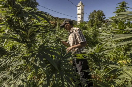 Des plantations de cannabis au Maroc